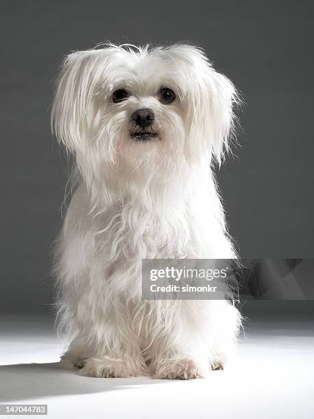 maltese terrier - maltese dog stock pictures, royalty-free photos & images