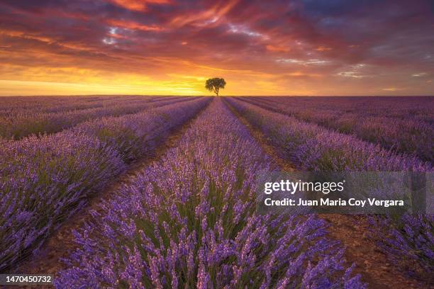 the last rays of sunset light up at lavender fields of valensole, plateau de valensole, provence, france - french lavender stock pictures, royalty-free photos & images