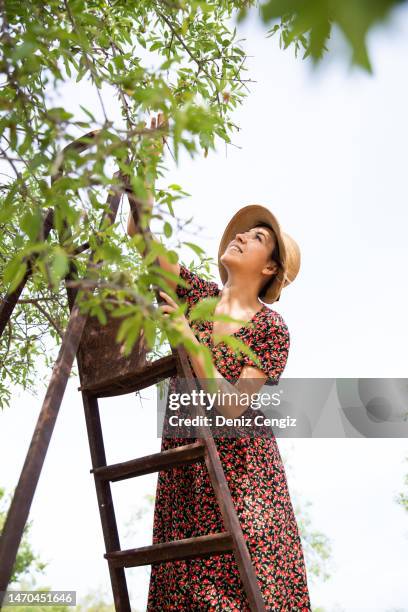 almond harvest - almond joy stock pictures, royalty-free photos & images