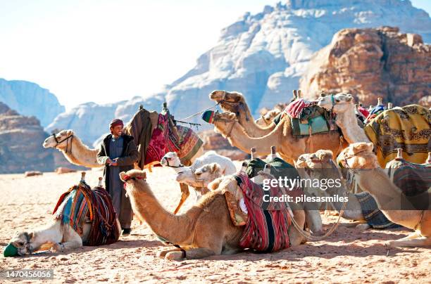 camel train at brief rest, wadi rum, southern jordan - old bedouin stockfoto's en -beelden