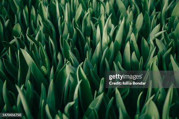 small home farm of flowers in village - small village countryside stock pictures, royalty-free photos & images