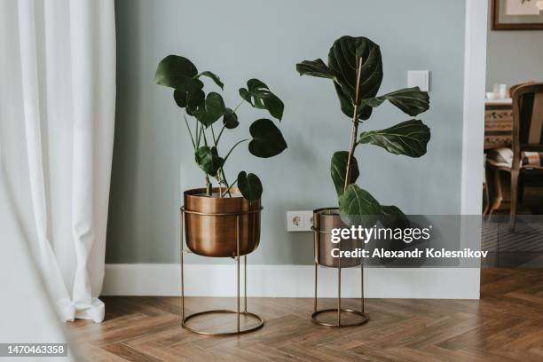 monstera palm and ficus lyrata leaves inim style metal pot on wooden floor in living room. floral decor in modern home - ficus tree stock pictures, royalty-free photos & images