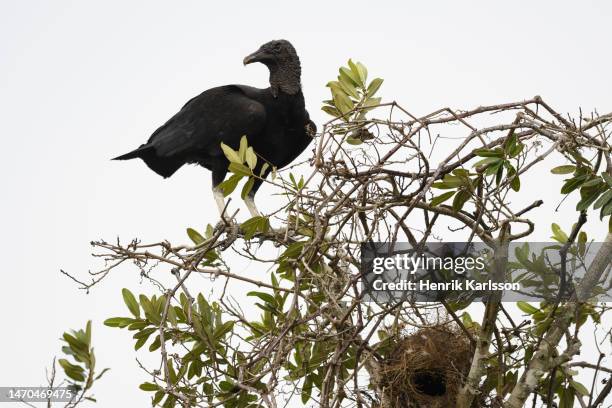 american black vulture (coragyps atratus) perched in tree - scavenging stock pictures, royalty-free photos & images