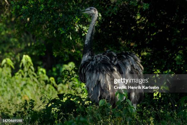 C Common Rhea 534 Common Rhea Stock Photos, High-Res Pictures, and Images - Getty Images