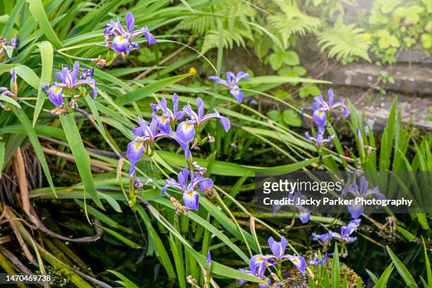 beautiful pale blue pond iris water flowers cascading into a garden pond - iris plant stock pictures, royalty-free photos & images