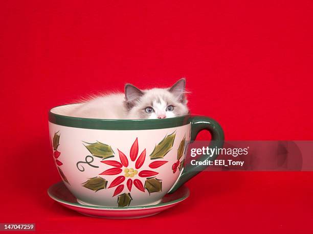 Ragdoll in a large coffee mug