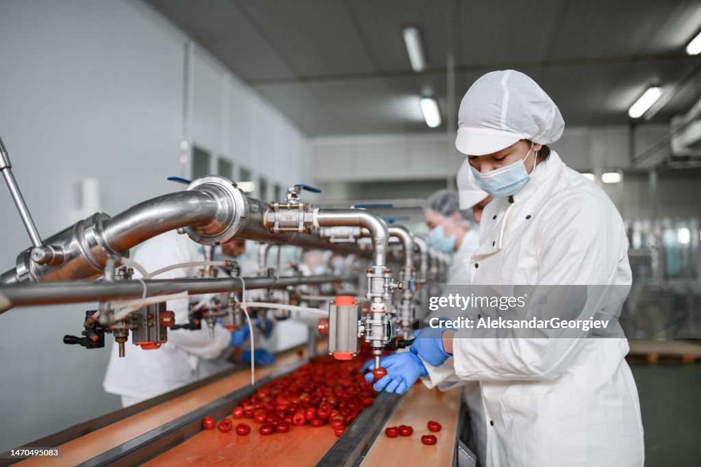 Workers In Food Processing Plant Filling Cherry Peppers With Cottage Cheese