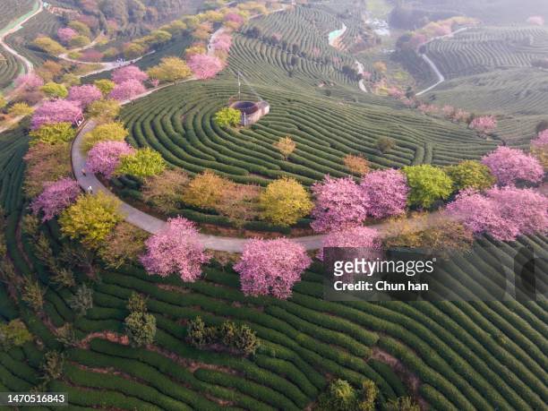 茶園の桜の木の線と形 - herb garden ストックフォトと画像