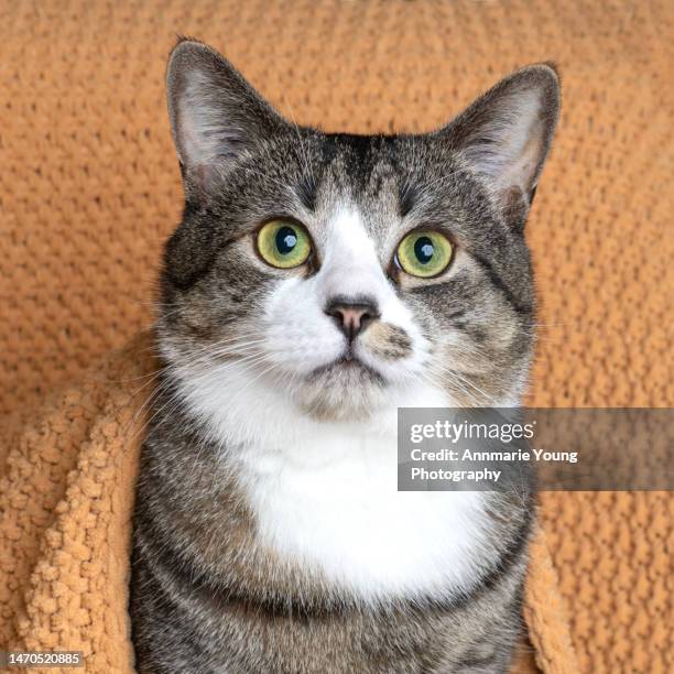 grey tabby cat with green eyes under an orange blanket - tabby stock-fotos und bilder