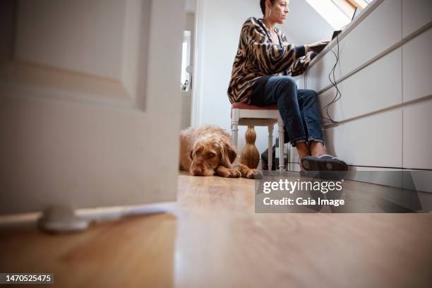 labradoodle dog laying below woman working from home - basingstoke stock-fotos und bilder