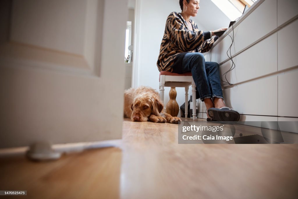 Labradoodle dog laying below woman working from home