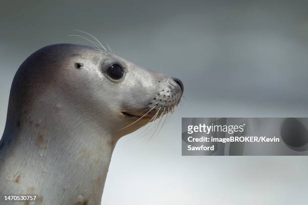 common or harbor seal (phoca vitulina) adult animal head portrait, norfolk, england, united kingdom - foca común fotografías e imágenes de stock