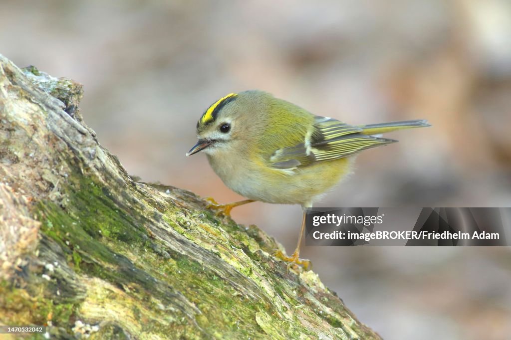 Winter Goldcrest (Regulus regulus), Goldcrest, sitting on tree root, foraging, winter feeding, songbirds, animals, birds, Siegerland, North Rhine-Westphalia, Germany