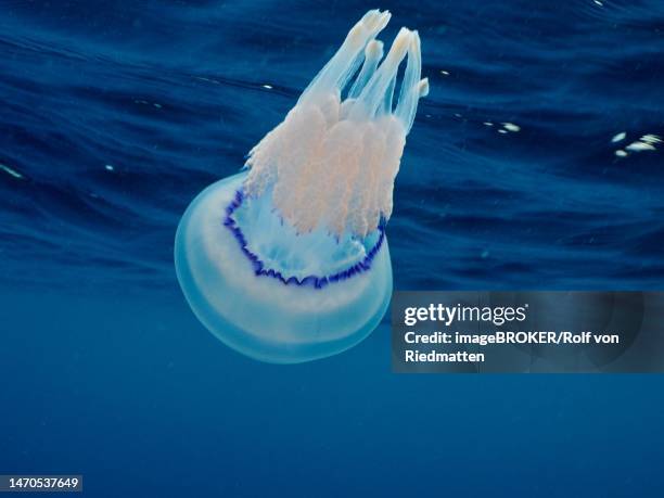 barrel jellyfish (rhizostoma pulmo), dive site marine reserve cap de creus, rosas, costa brava, spain, mediterranean sea - rhizostomeae stock-fotos und bilder