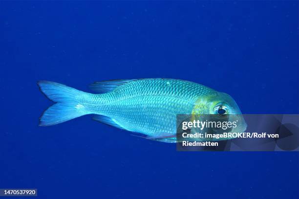 humpnose big-eye bream (monotaxis grandoculis), daedalus reef dive site, egypt, red sea - humpnose bigeye bream stock illustrations