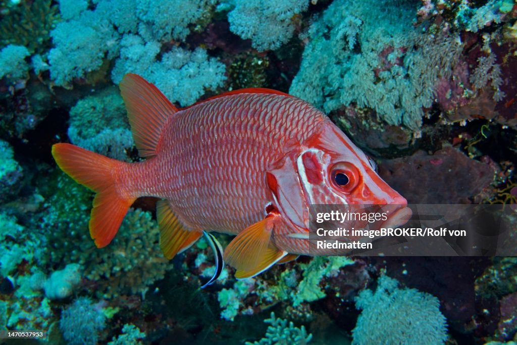 Sabre squirrelfish (Sargocentron spiniferum), Daedalus Reef dive site, Egypt, Red Sea