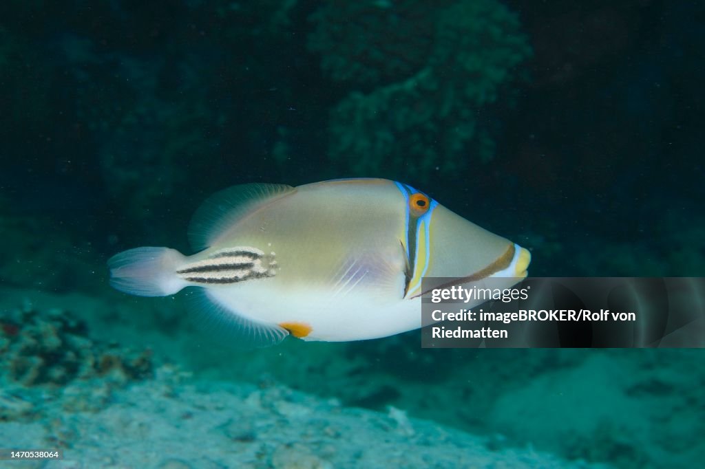 Arabian arabian picasso triggerfish (Rhinecanthus assasi), Torfa Lassal Reef dive site, El Quesir, Red Sea, Egypt