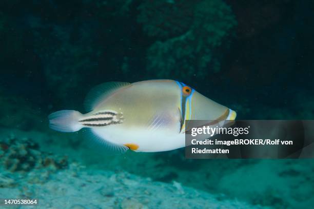 arabian arabian picasso triggerfish (rhinecanthus assasi), torfa lassal reef dive site, el quesir, red sea, egypt - picasso stock illustrations