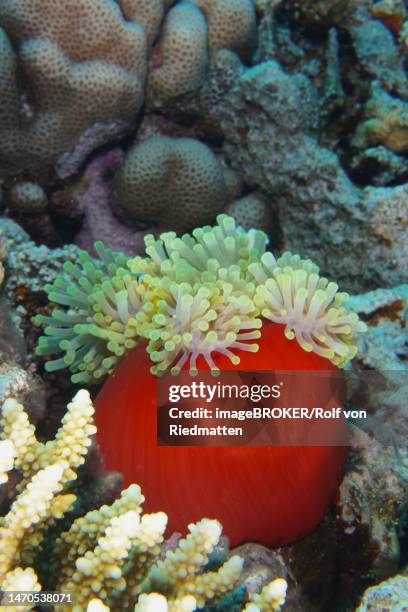 red splendour anemone (heteractis magnifica), st. johns dive site, red sea, egypt - magnificent sea anemone stock illustrations