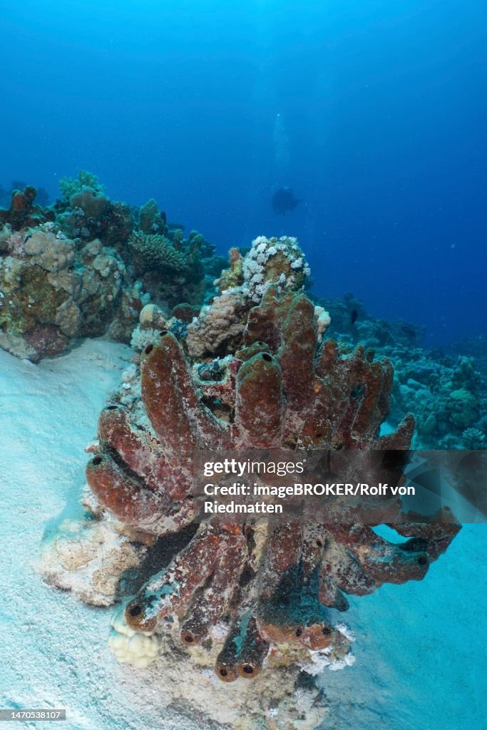 Erect finger sponge (Hyrtios erectos), House reef dive site, Mangrove Bay, El Quesir, Red Sea, Egypt