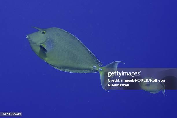 bluespine unicornfish (naso unicornis) in front of a solid blue background, exempt. dive site ras mohammed national park, sinai, egypt, red sea - naso unicornis stock illustrations