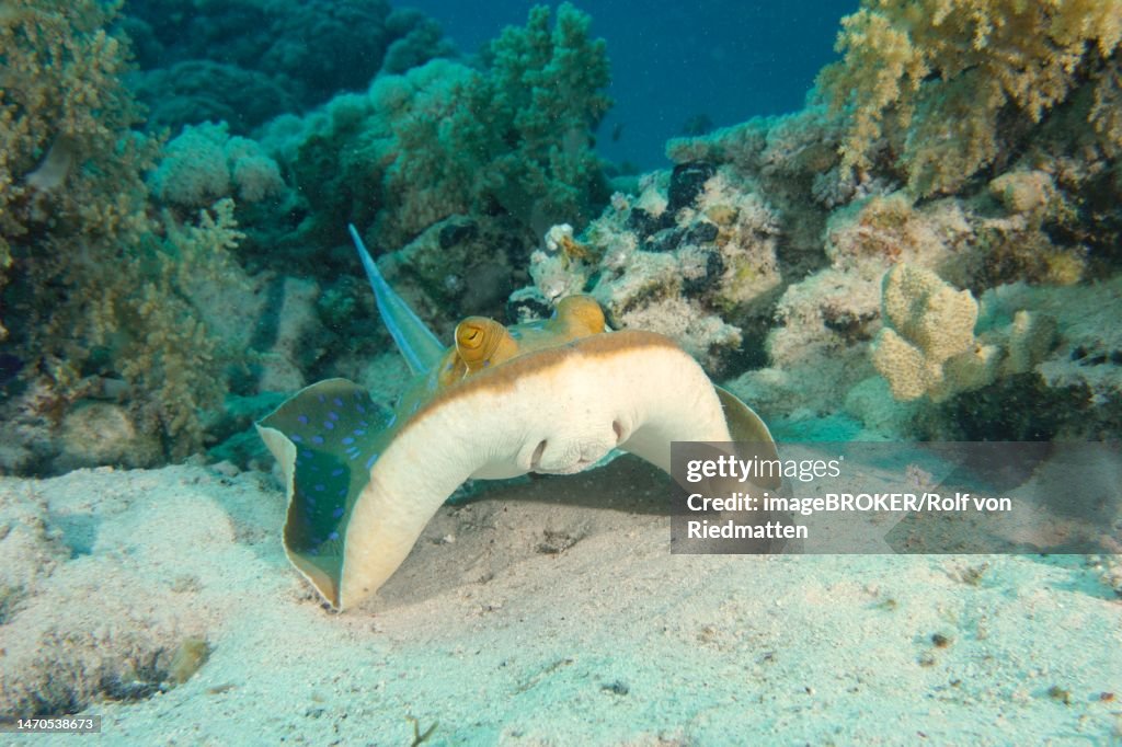 Bluespotted ribbontail ray (Taeniura lymma) with visible mouth. Dive site House Reef, Mangrove Bay, El Quesir, Red Sea, Egypt