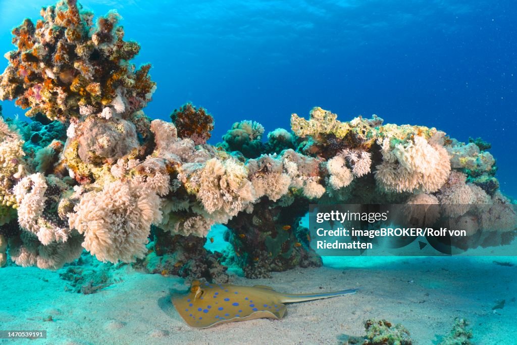 Bluespotted ribbontail ray (Taeniura lymma) among soft corals and stony corals. Dive site House Reef, Mangrove Bay, El Quesir, Red Sea, Egypt