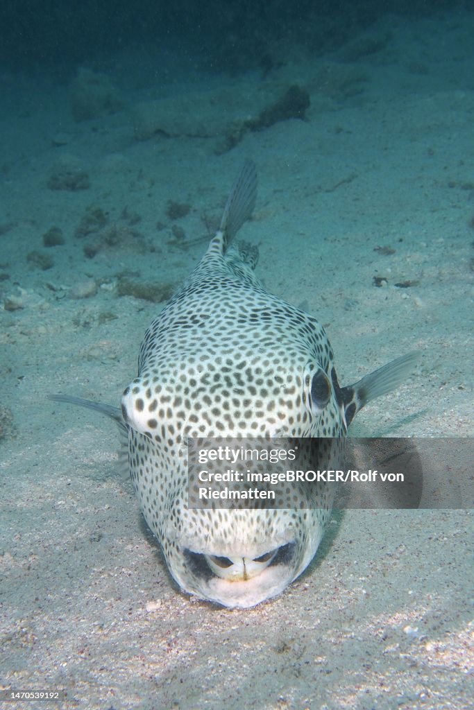 Star puffer (Arothron stellatus), House Reef Dive Site, Mangrove Bay, El Quesir, Red Sea, Egypt