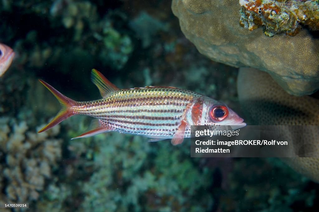 Blood spot hussar (Neoniphon sammara), House reef dive site, Mangrove Bay, El Quesir, Red Sea, Egypt