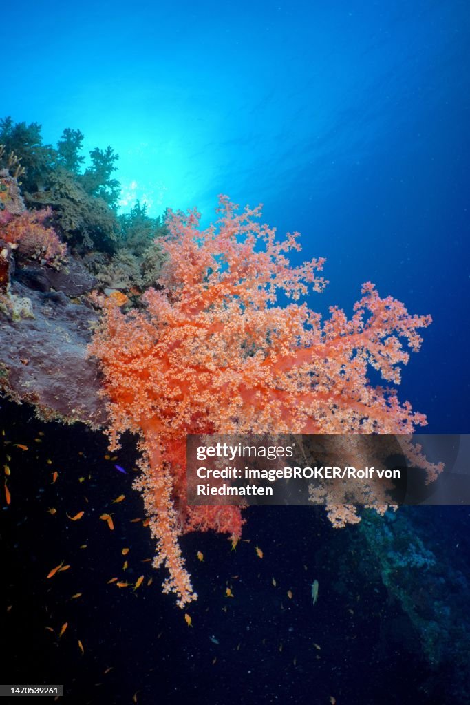 Hemprichs tree coral (Dendronephthya hemprichi) with opened polyps. Dive site Giannis D wreck, Hurghada, Egypt, Red Sea