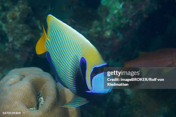 portrait of emperor angelfish (pomacanthus imperator), dive site house reef, mangrove bay, el quesir, red sea, egypt - imperial angelfish stock illustrations