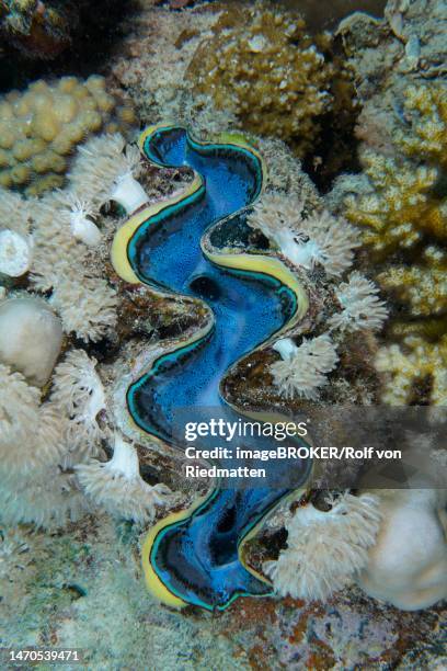 common giant clam, maxima clam (tridacna maxima), blue variety. dive site house reef, mangrove bay, el quesir, red sea, egypt - conch shells stock illustrations