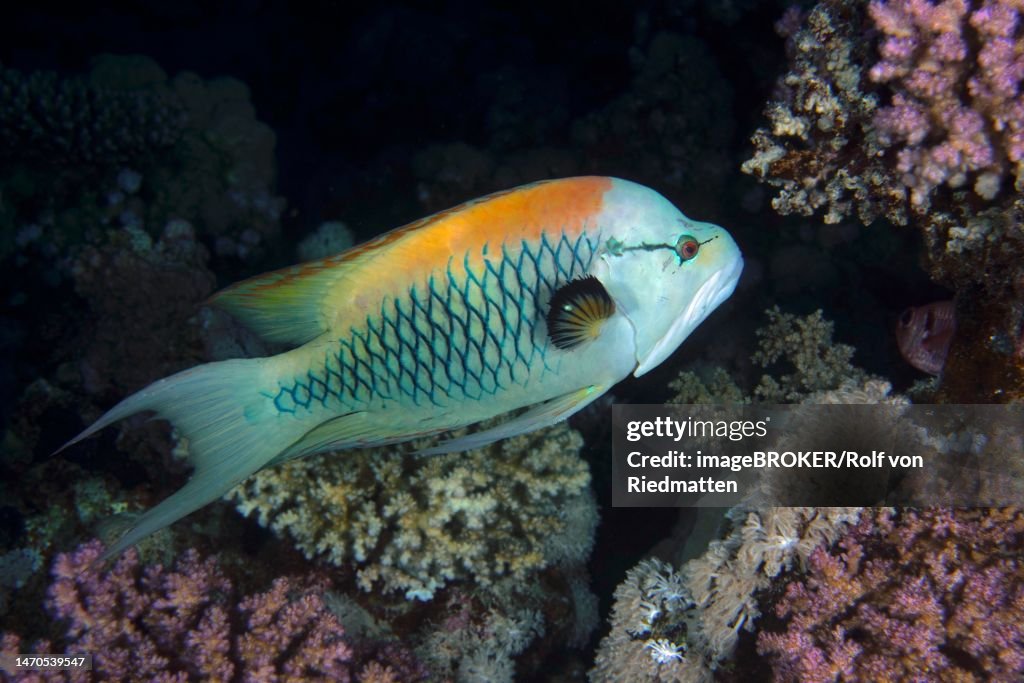Sling-jaw wrasse (Epibulus insidiator) at night. Dive site House Reef, Mangrove Bay, El Quesir, Red Sea, Egypt
