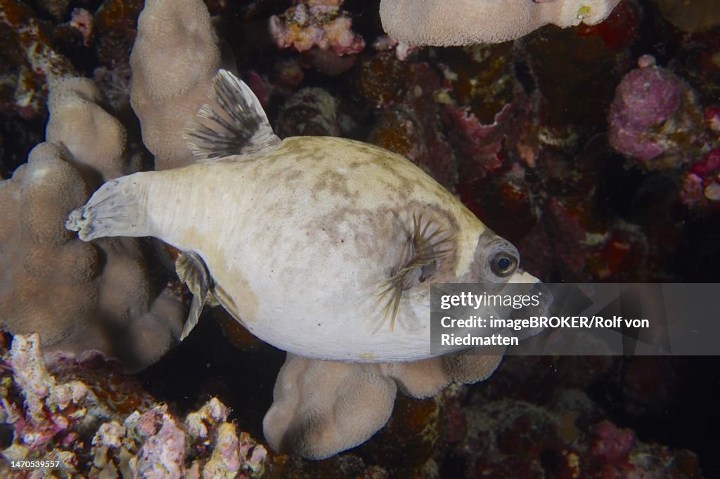 Masked puffer (Arothron diadematus), Fury Shoals dive site, Red Sea, Egypt