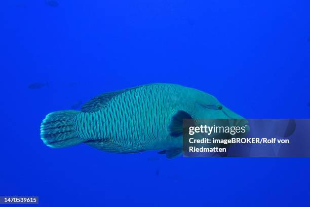 humphead wrasse (cheilinus undulatus), small brother dive site, brother islands, egypt, red sea - humphead wrasse stock illustrations