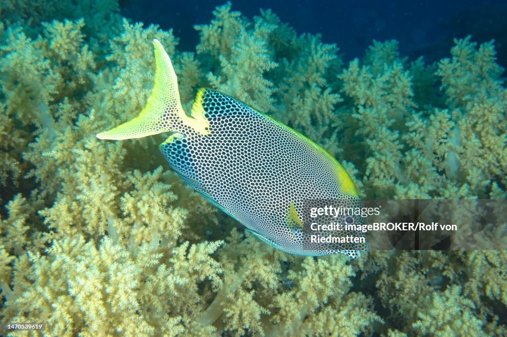 Spotted rabbitfish (Siganus stellatus laqueus), House reef dive site, Mangrove Bay, El Quesir, Red Sea, Egypt