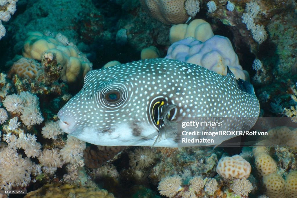 White-spotted puffer (Arothron Hispidus), House Reef dive site, Mangrove Bay, El Quesir, Red Sea, Egypt