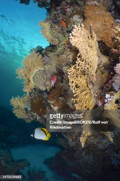 ilustraciones, imágenes clip art, dibujos animados e iconos de stock de striped lined butterflyfish (chaetodon lineolatus) on wall with net fire coral (millepora dichotoma), net fire coral. dive site house reef, mangrove bay, el quesir, red sea, egypt - butterflyfish