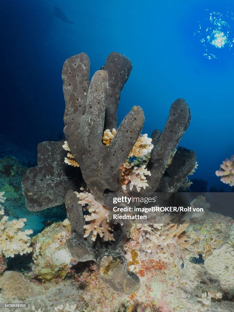 Sea sponge Erect finger sponge (Hyrtios erectos), diver and sun in the background. Dive site Abu Fendera, Egypt, Red Sea