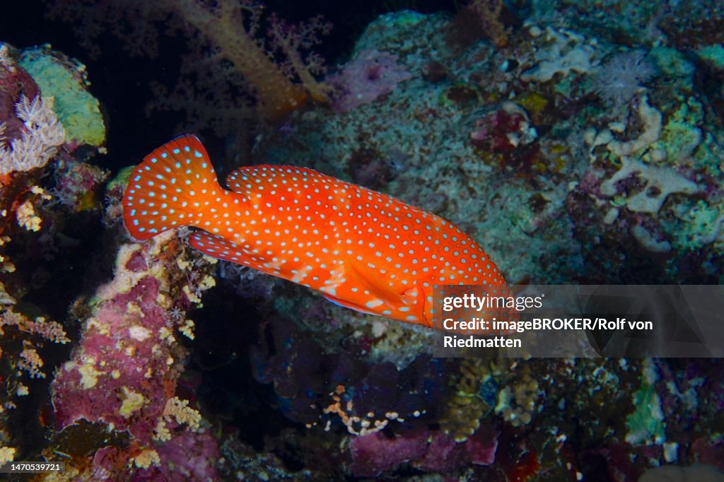 Jewel grouper (Cephalopholis oligosticta), Elphinstone Reef dive site, Egypt, Red Sea