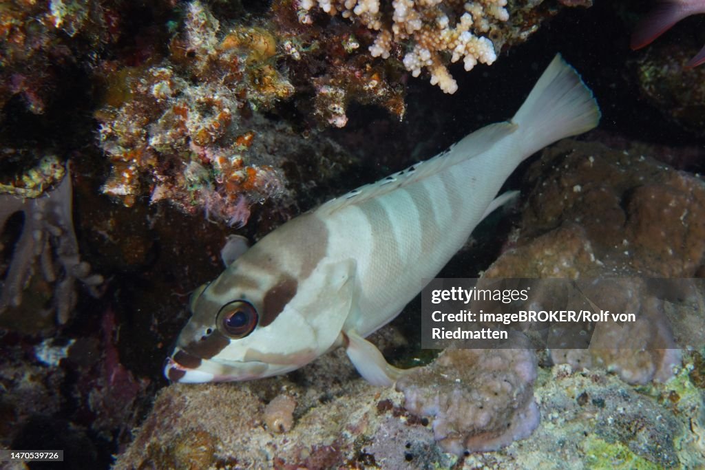 Blacktip grouper (Epinephelus fasciatus), House Reef Dive Site, Mangrove Bay, El Quesir, Red Sea, Egypt