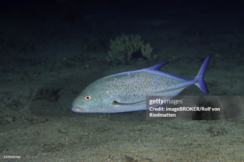Bluefin trevally (Caranx melampygus) at night. Dive site Strait of Tiran, Sinai, Egypt, Red Sea