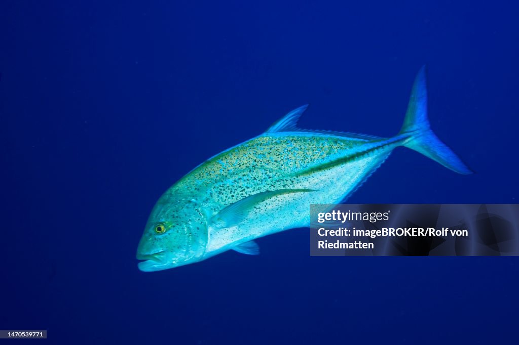 Bluefin trevally (Caranx melampygus) in front of a solid blue background, exempt. Dive site Big Brother, Brother Islands, Egypt, Red Sea