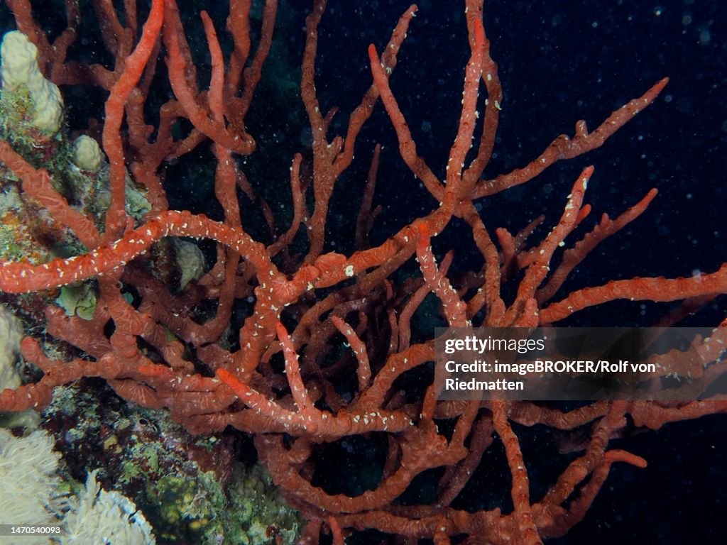 Toxic finger-sponge (Negombata magnifica), Dive site House Reef Mangrove Bay, El Quesir, Egypt, Red Sea