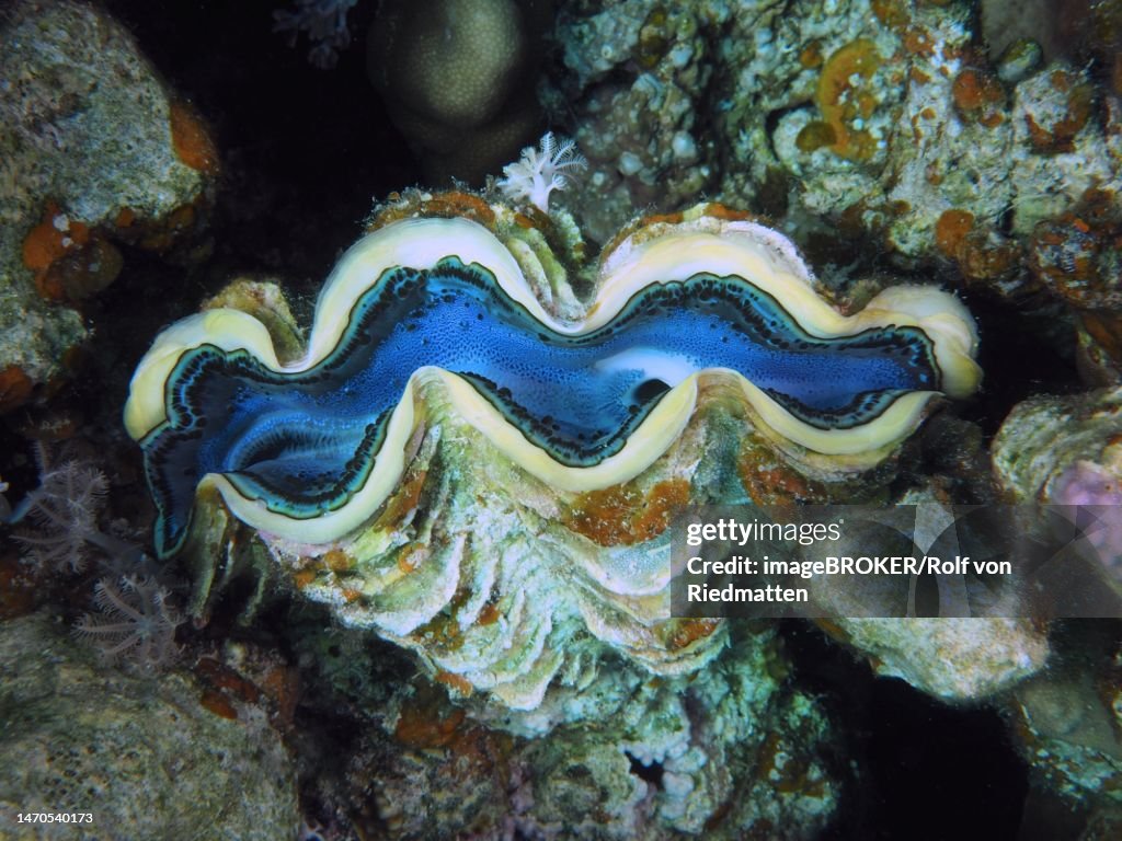 Maxima clam (Tridacna maxima), Dive Site House Reef, Mangrove Bay, El Quesir, Red Sea, Egypt