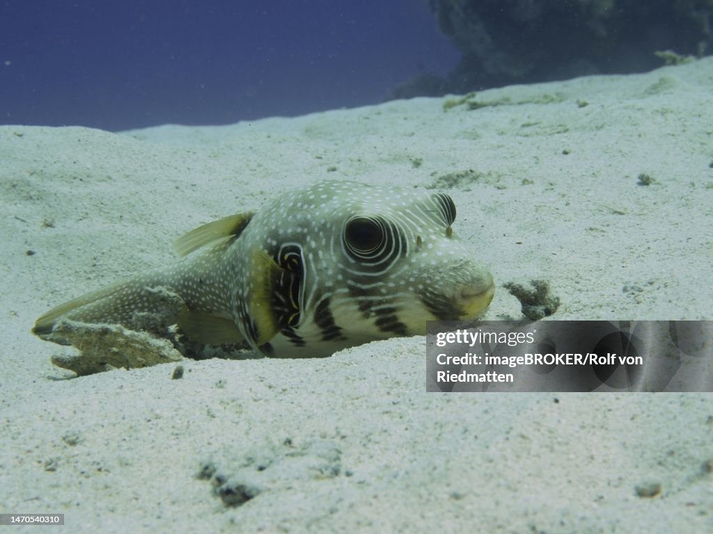 A white-spotted puffer (Arothron Hispidus) lies in the sand. Dive site House Reef, Mangrove Bay, El Quesir, Red Sea, Egypt