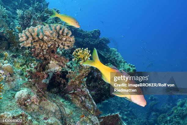 lemon barb, red golden goatfish (parupeneus cyclostomus), shaab el erg dive site, hurghada, egypt, red sea - parupeneus stock illustrations