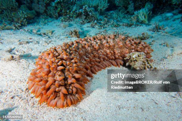 pineapple sea cucumber (telenota ananas), erg monica dive site, el quesir, red sea, egypt - red sea stock illustrations