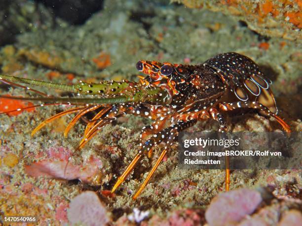 guinea chick crayfish (panulirus guttatus), coral garden dive site, puerto viejo de talamanca, limon, costa rica, caribbean, atlantic ocean - viejo stock illustrations