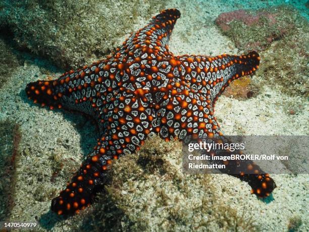 panamic cushion seastar (pentaceraster cumingi), sombrero reef dive site, playa flamingo, costa rica, pacific ocean - costa rica beach stock illustrations